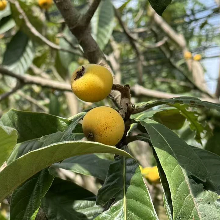 （中大果56颗/84颗）苏州东山白玉枇杷礼盒装 现采现发