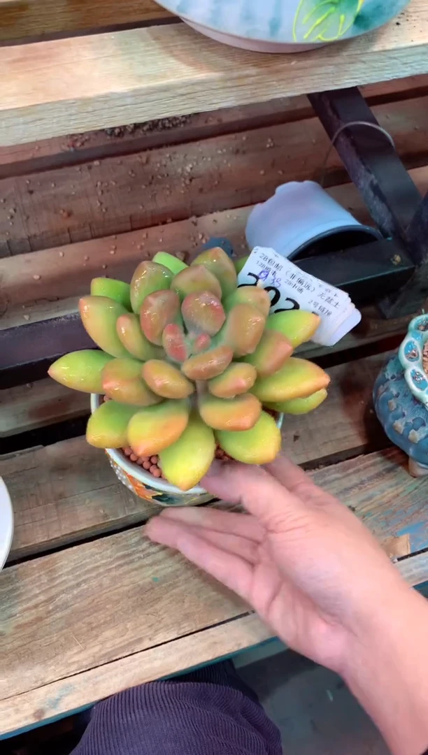 202A（一物一拍，精品多肉，w所见即所得 ）