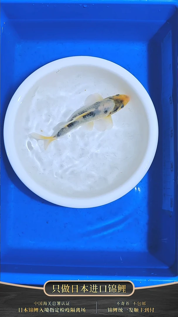 锦鲤036-面迫白写（锦鲤统一发顺丰空运到付）