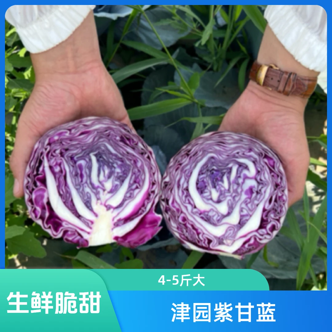 【津园生鲜】 水果紫甘蓝！酥脆甜！现砍现发4-5斤顺丰送货上门绿色蔬菜