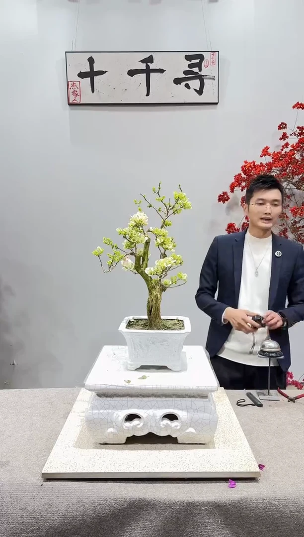 完全开放绿樱三角梅