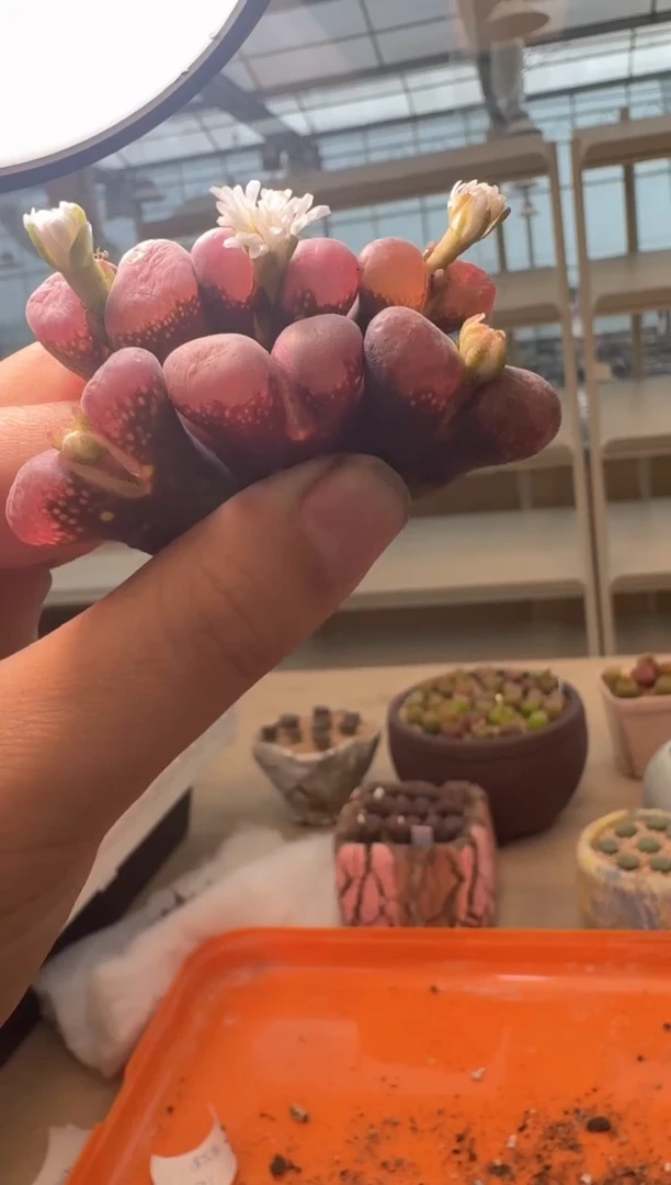 29-41多肉植物肉锥一颗