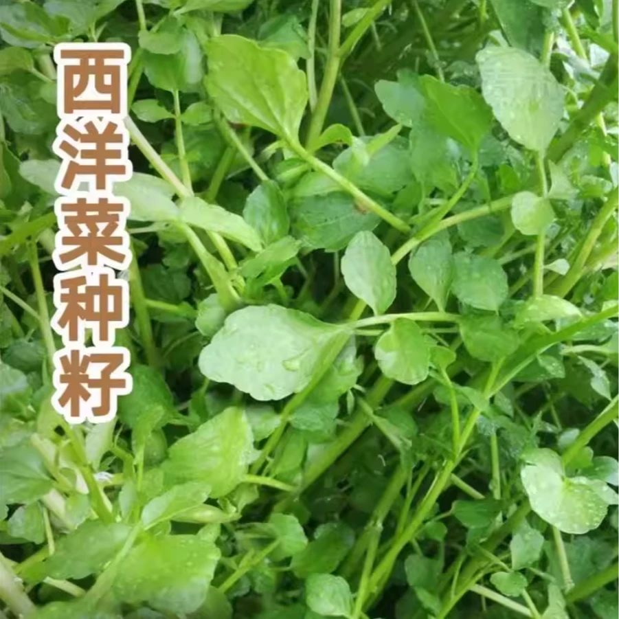 西洋菜种子豆瓣菜种子四季菜种水芥菜蔬菜孑子盆栽菜籽小青菜籽种
