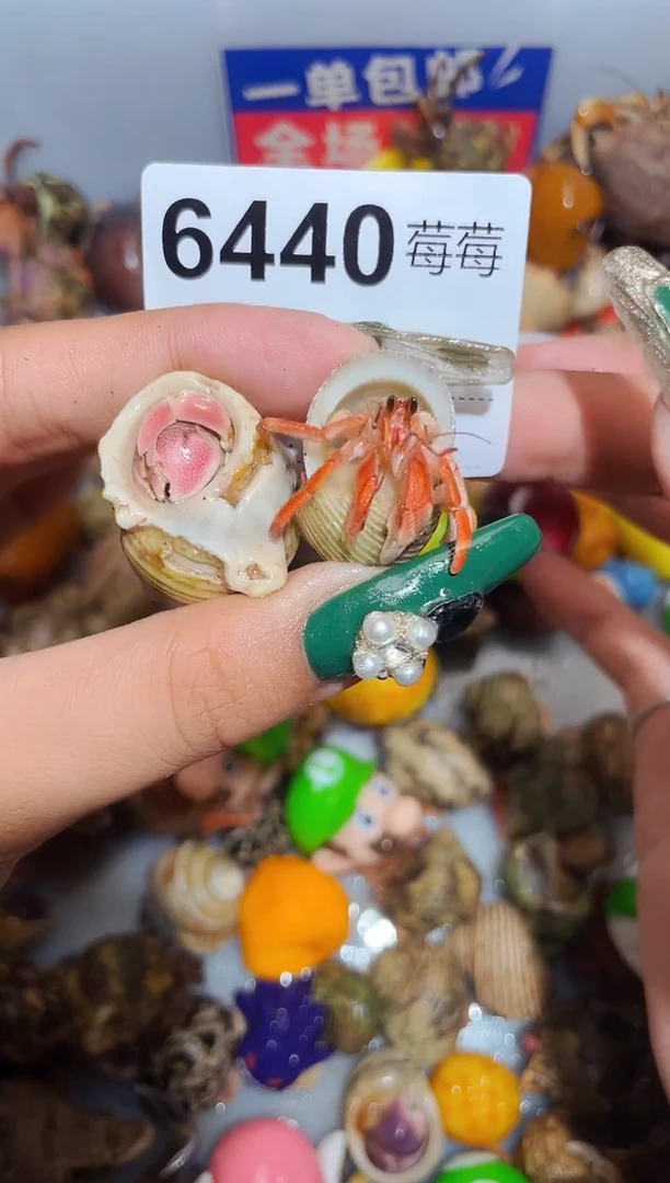 陌派甄选寄居蟹6440