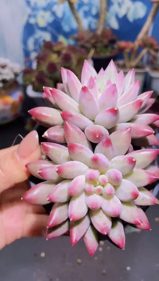 【闪购商品】922双头车厘子