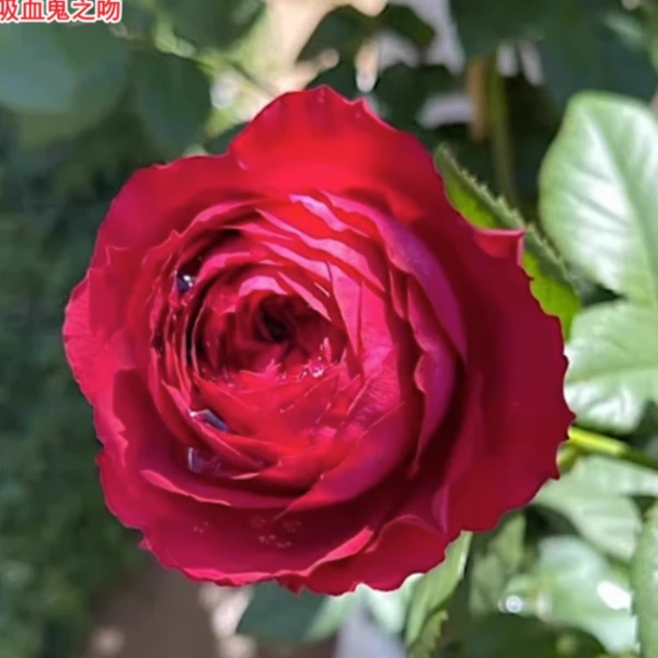 小院家 吸血鬼之吻 月季苗 澳大利亚切花耐开抗病多季灌木