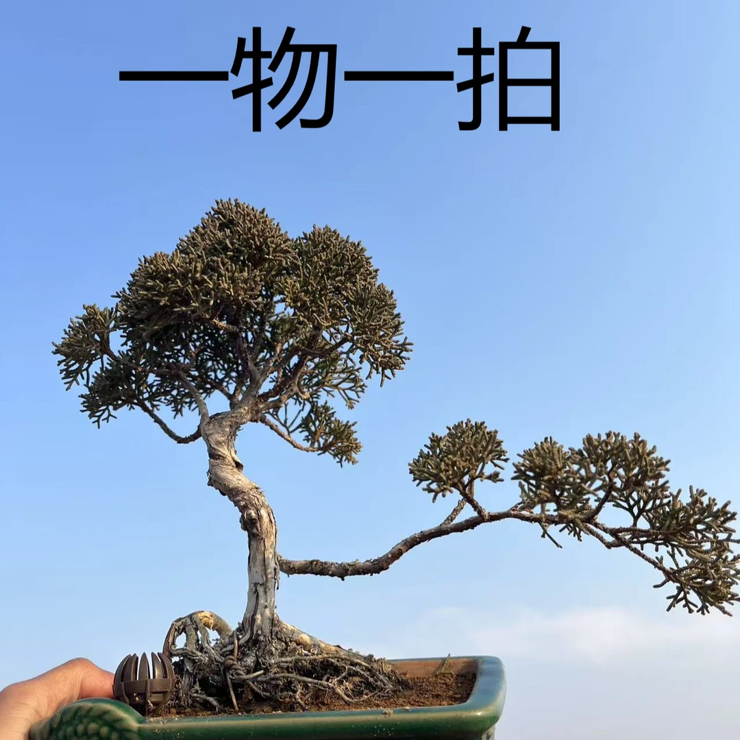 （真柏专场）造型盆景 一物一拍