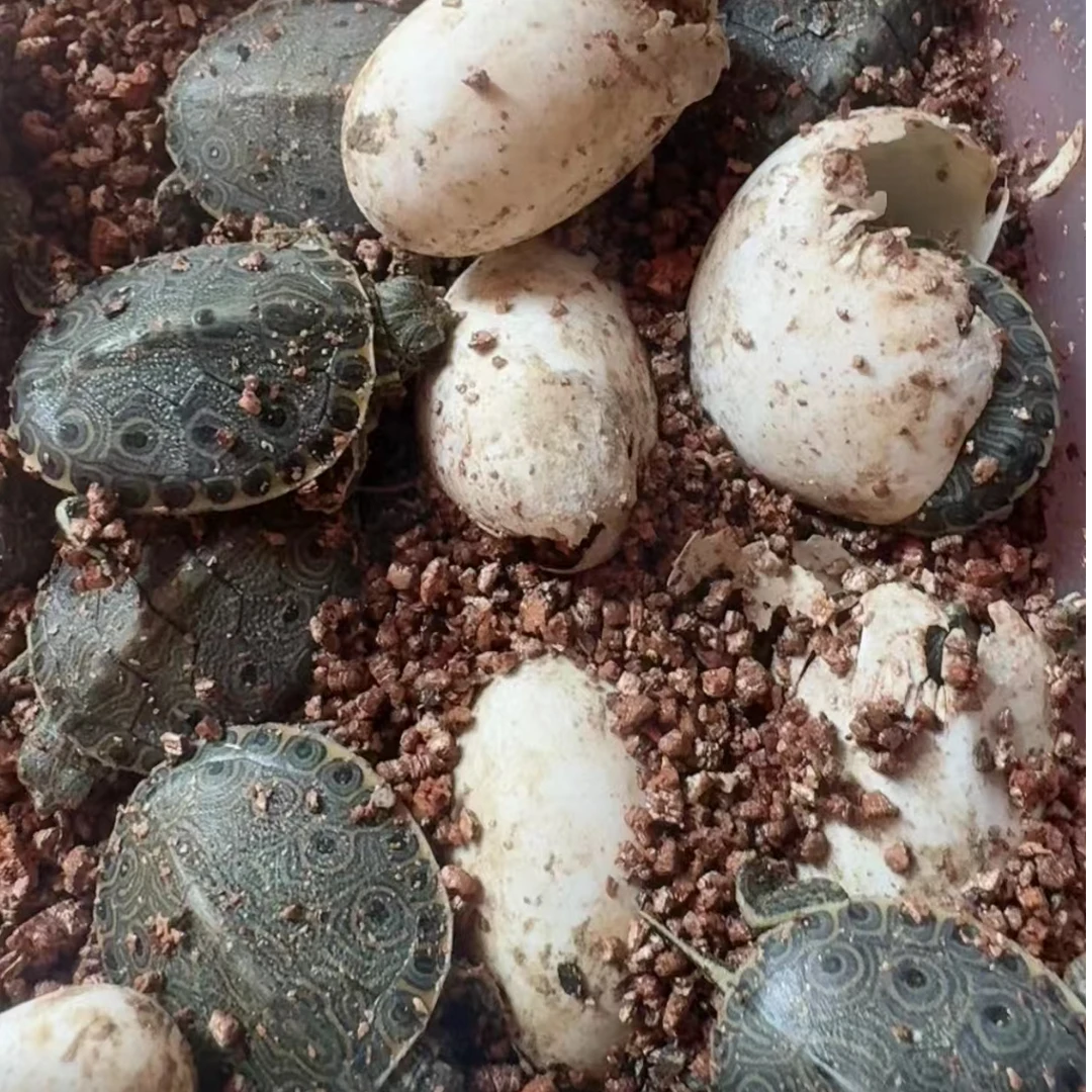 大河甜甜圈龟，发色小乌龟，人工繁育活体小乌龟，新手宠物龟
