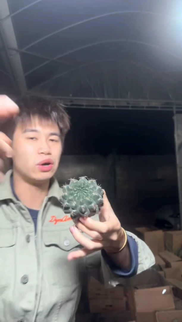 实生根 绯花玉 5-7cm