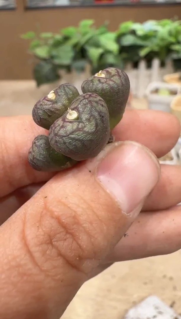 l****蔡29-145多肉植物肉锥