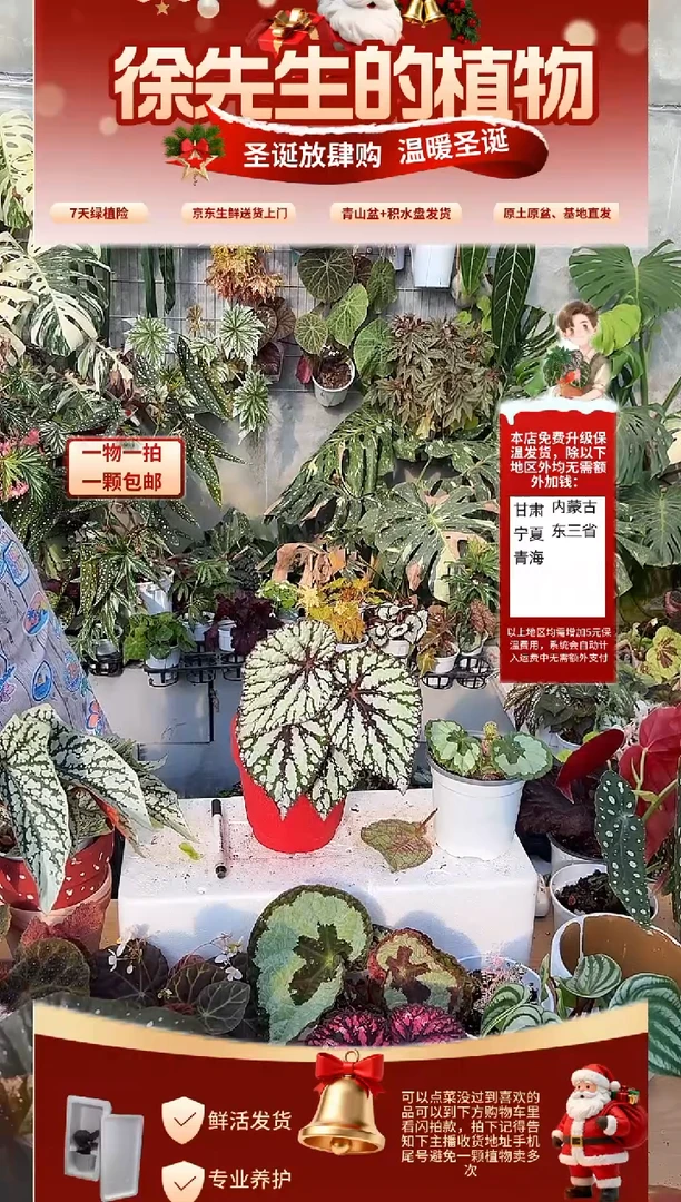 完全开放大王秋海棠