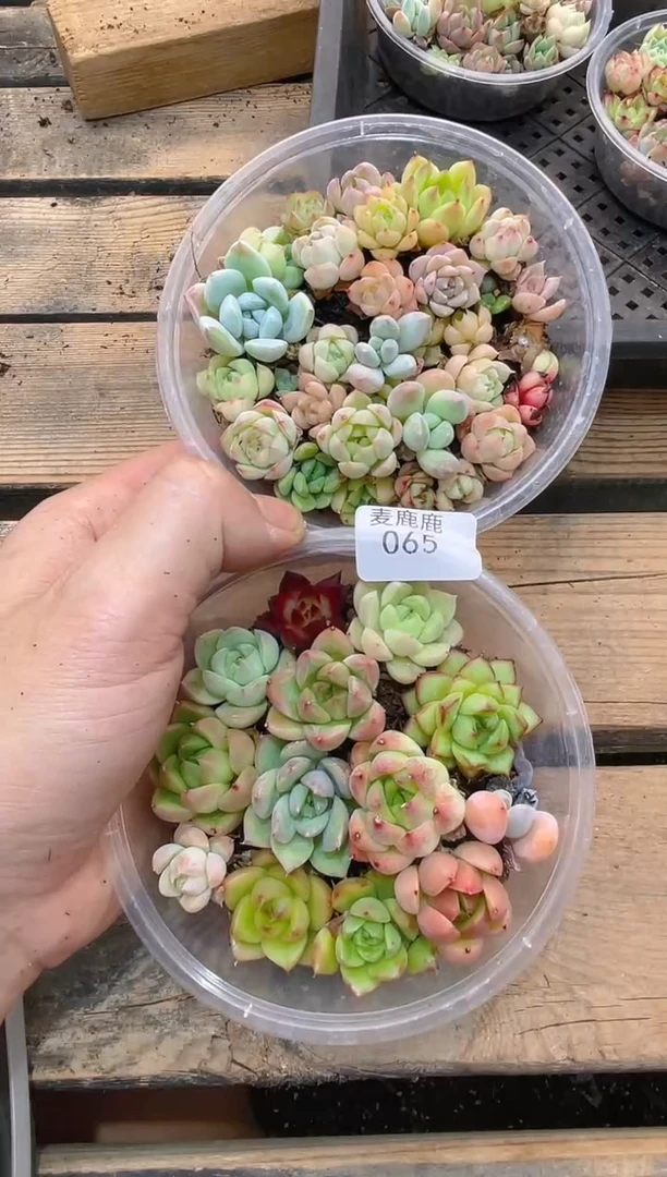 065组合      2盒 量拍