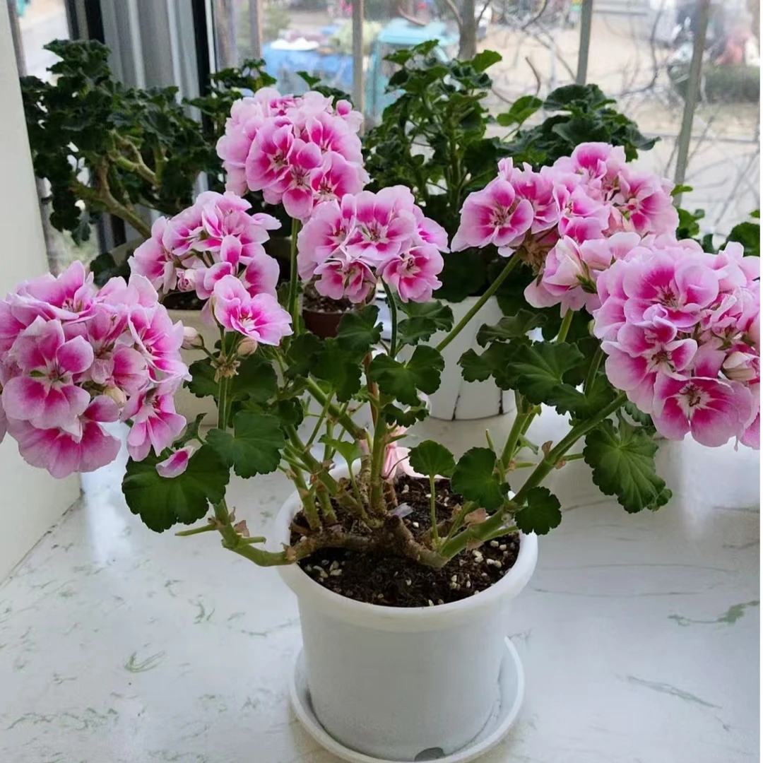 直立天竺葵变色龙+粉飞溅+红丝绒带花苞发货