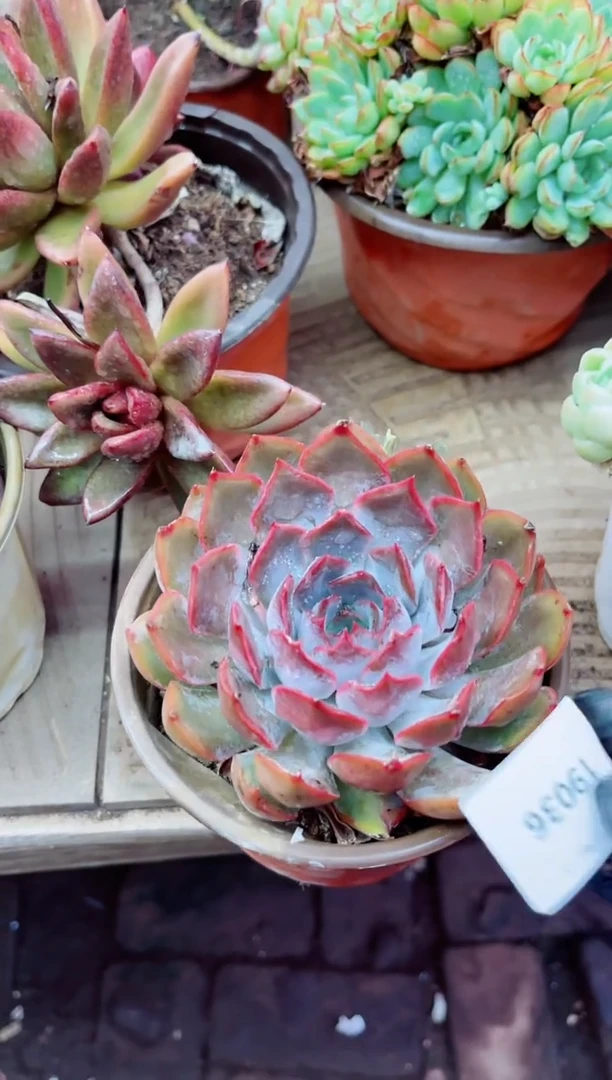 用****519036多肉植物一物一拍