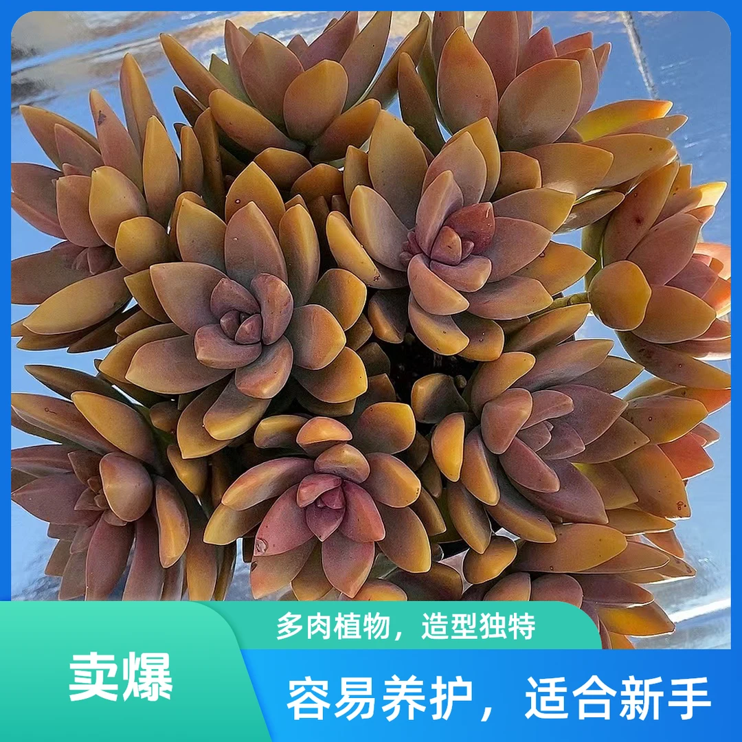 糖心黄金布丁  带盆发  熊猫多肉 （满19包邮） 庭院美观  净