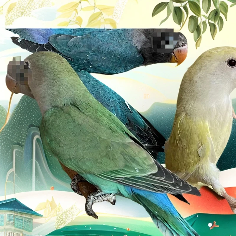鱼龟鸟仿真鹦鹉玩物 可活动宠物观赏性 直播编号挑选