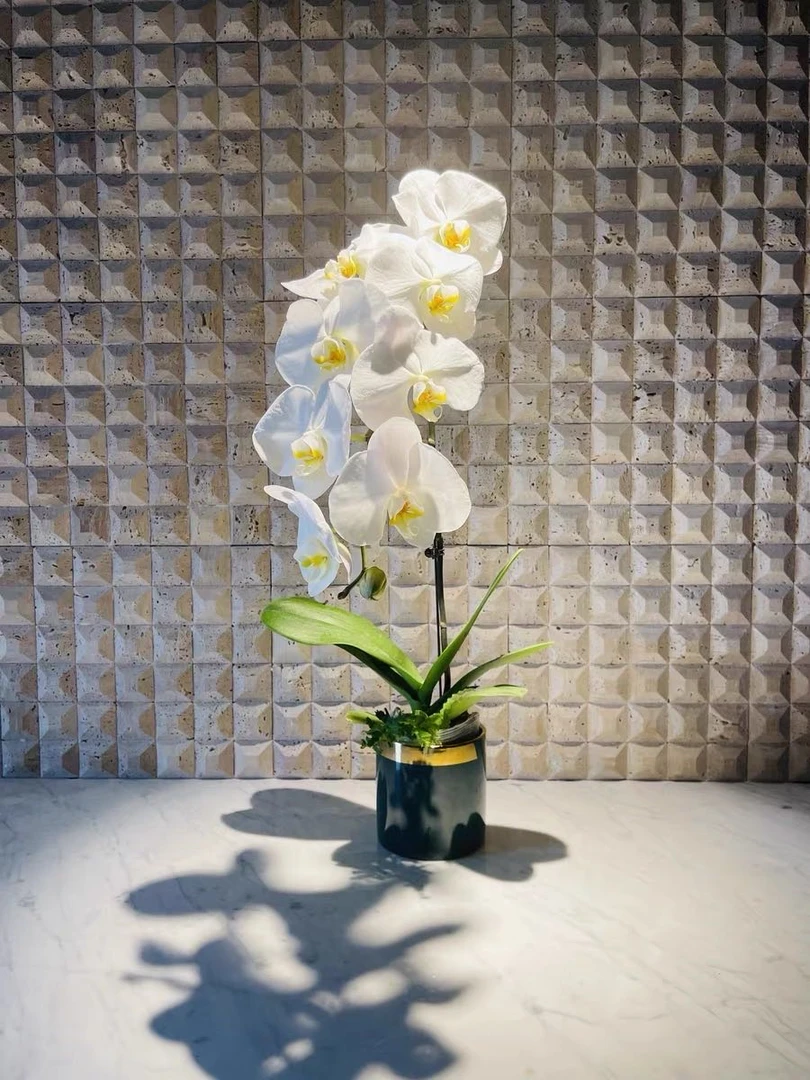 【大白V3】白色恋人大花蝴蝶兰