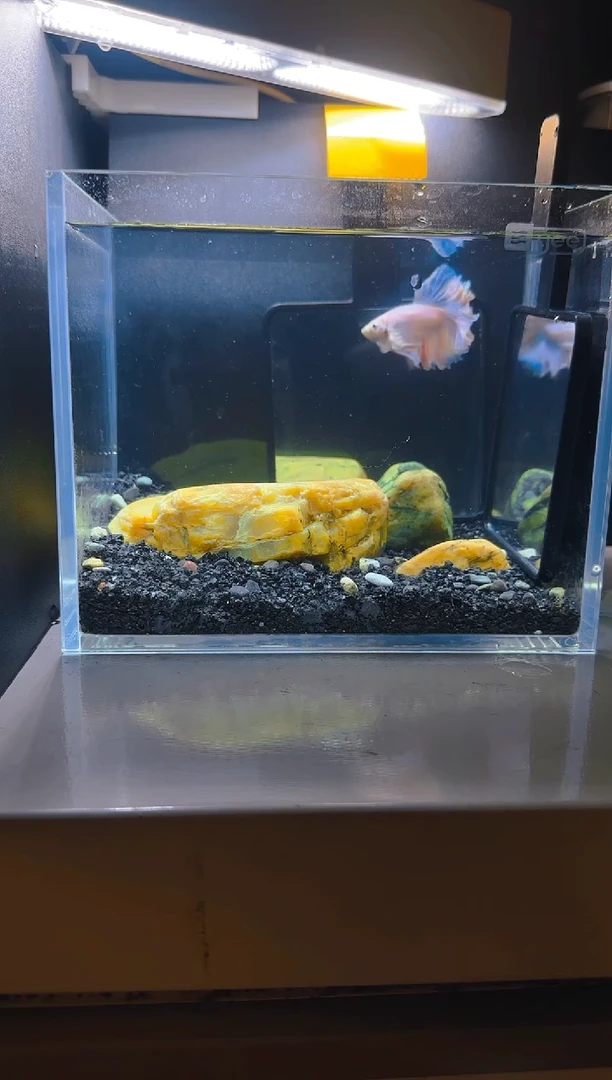 斗鱼斗鱼竞拍链接