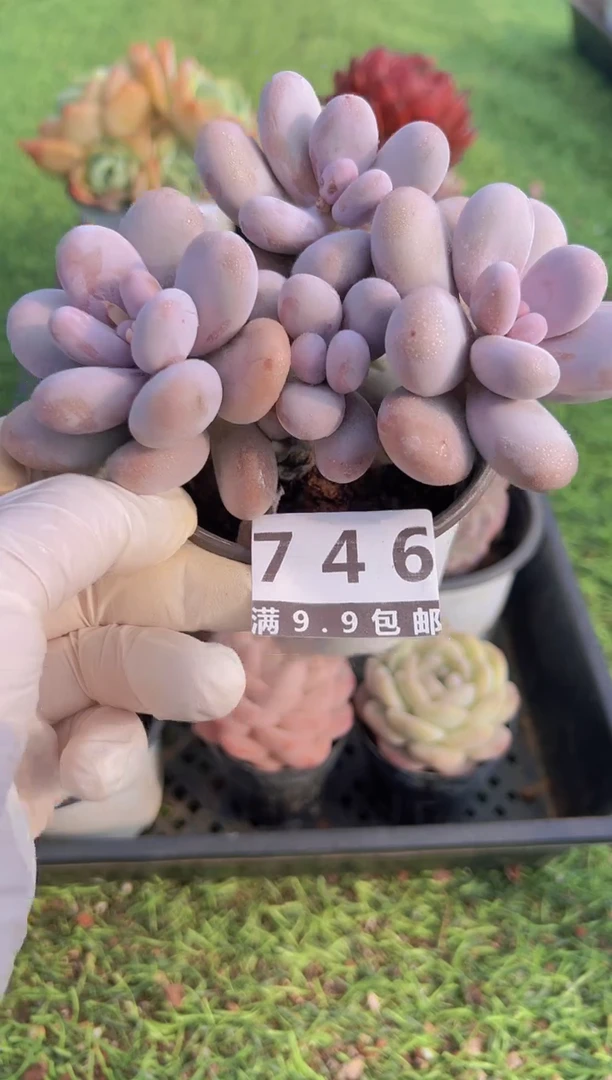 【闪购商品】信福多肉一物一拍