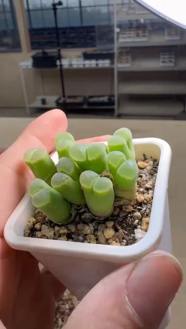 美丽的肉石头19-907