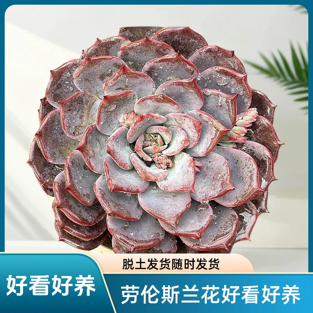 劳伦斯  好看好养脱土发（任意2单包邮实物以直播间为准）