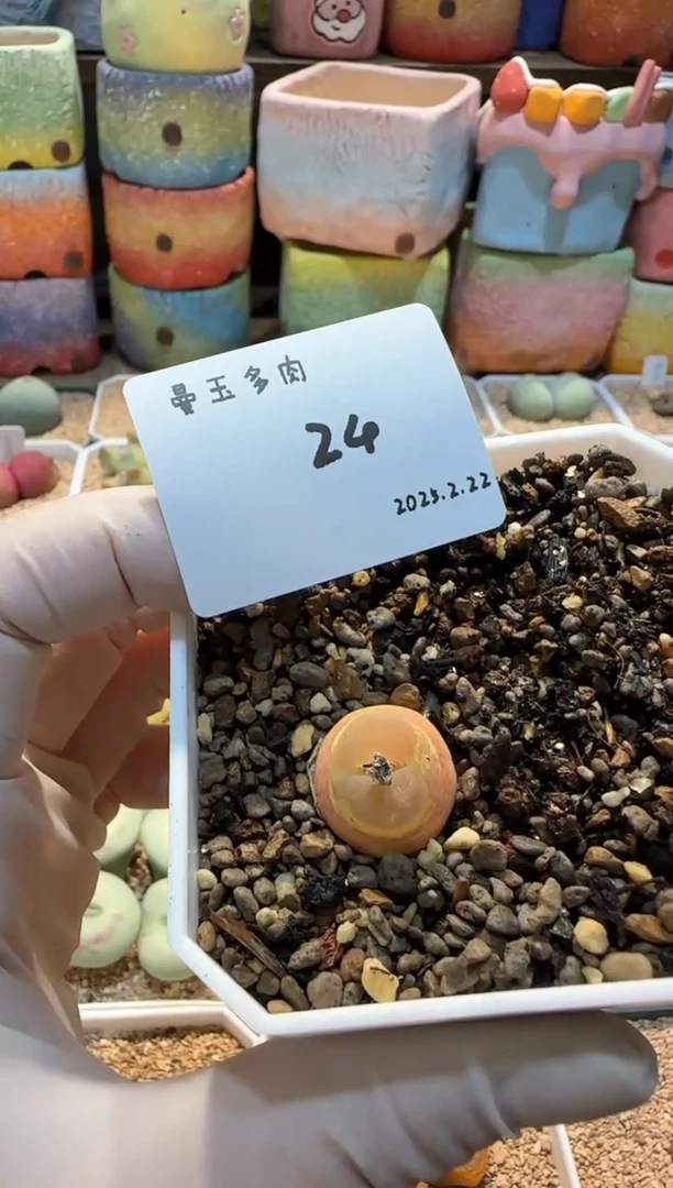 【闪购商品】25.2.22-24小羊