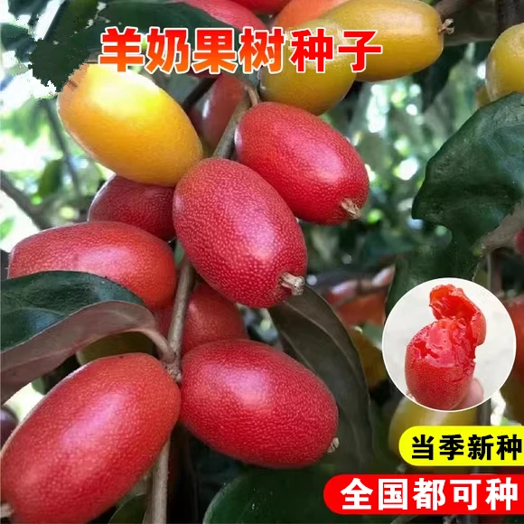 推荐力推-（本店推荐羊奶果种子盆栽地栽羊奶子果树苗高产春季四季