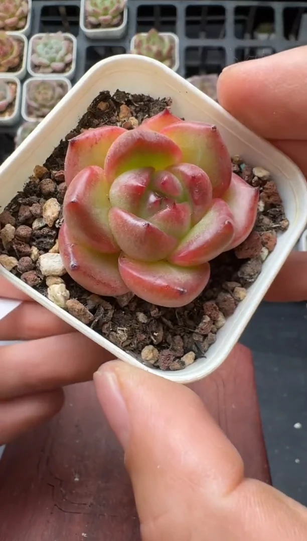 427M带盆土发 当场拍3颗以上包柚 多肉植物 一物一拍