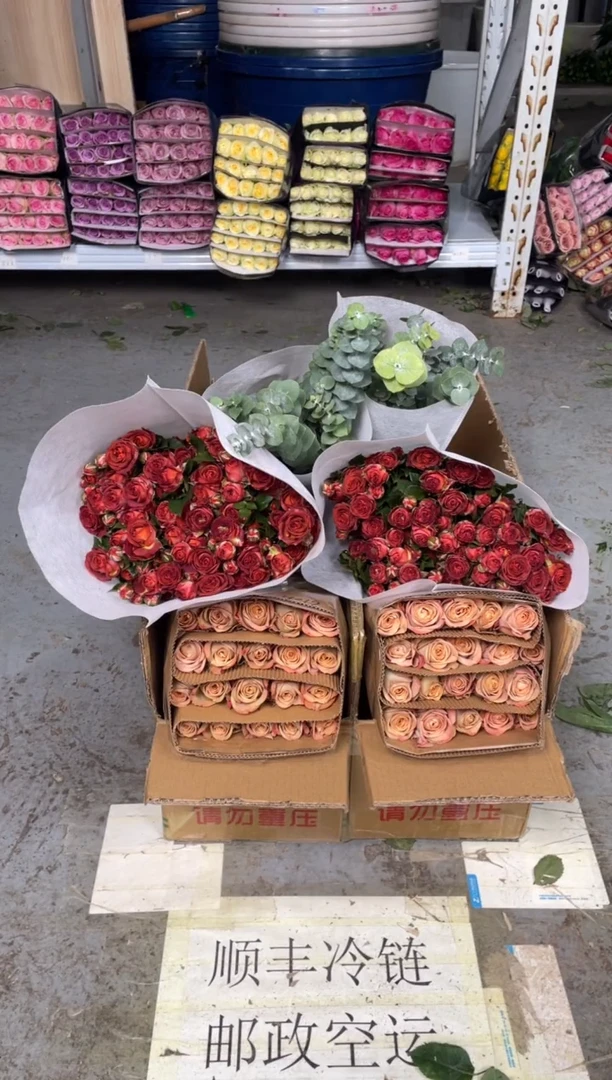 卡布20枝+巧克力10枝+尤加利