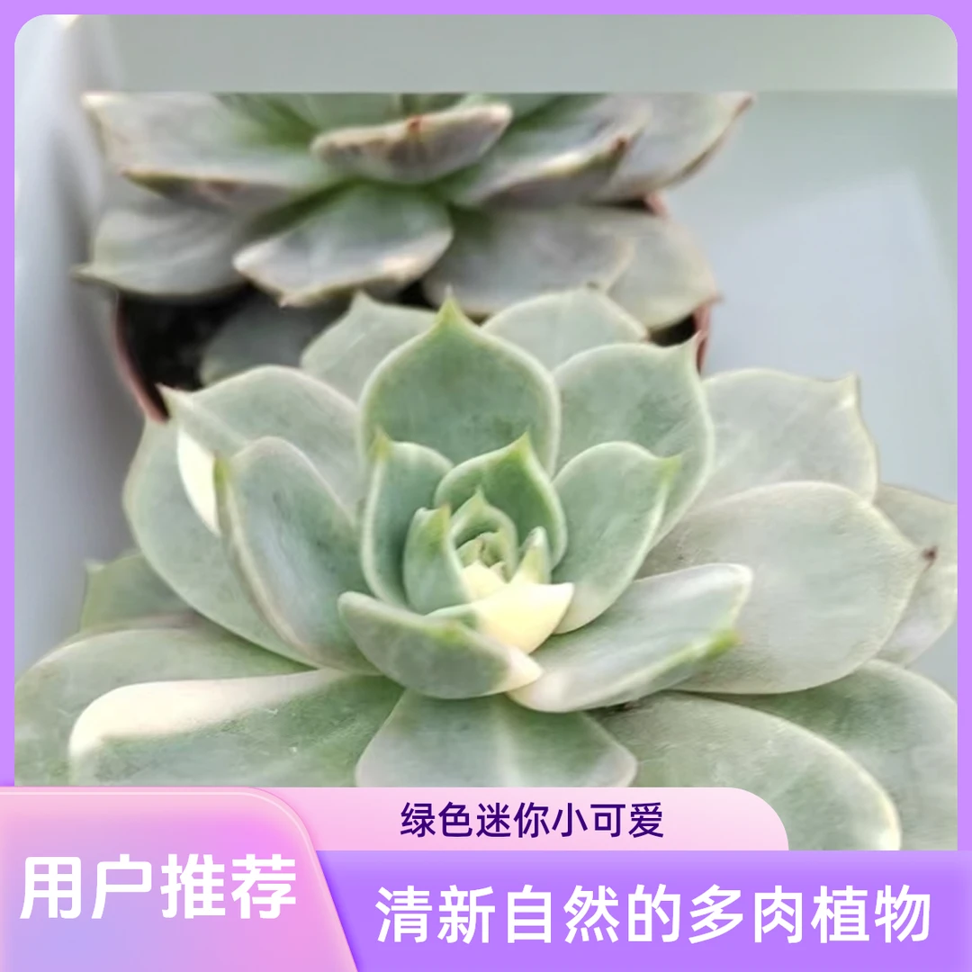 贝加尔湖锦多肉植物盆栽品种好养适合办公室阳台