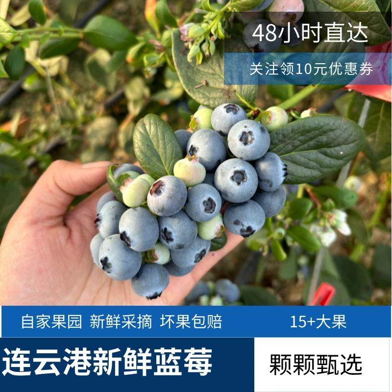 水果（头茬特大果）蓝莓现摘现发大果新鲜采摘 脆甜多汁