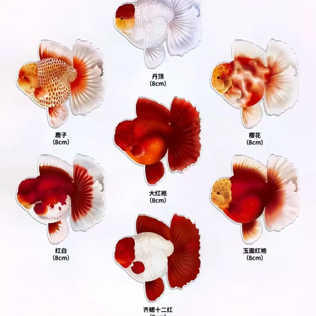 冷水观赏鱼泰狮元宝体短尾长尾百褶泰狮