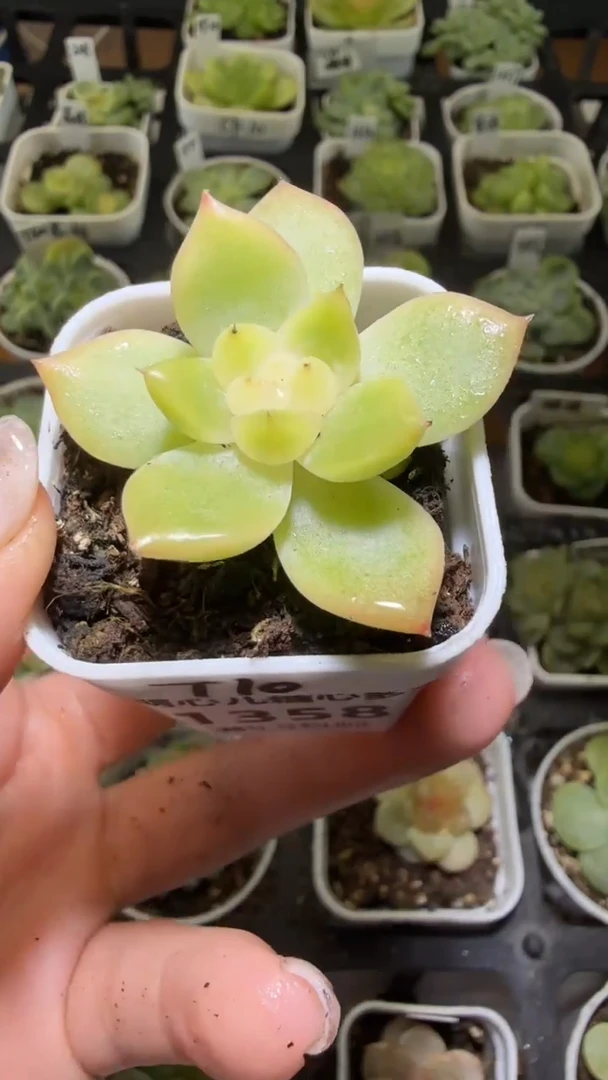 1358  T10多肉植物