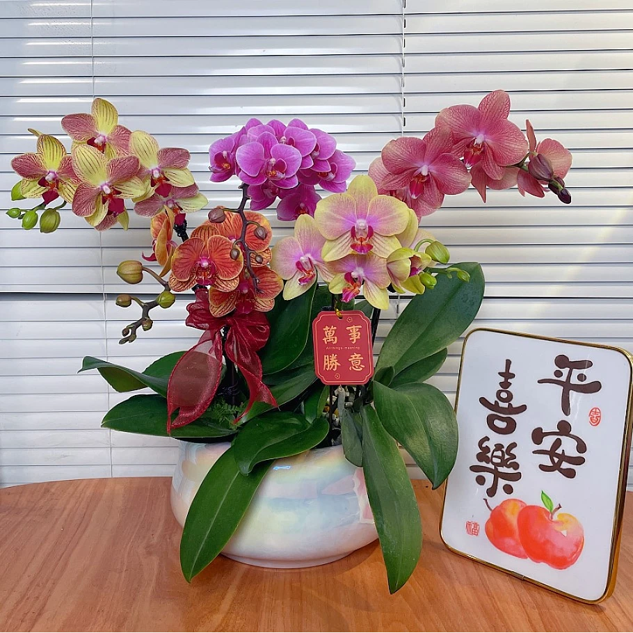 【全家福-蝴蝶兰】高端鲜花 定制款  易养花期长  送礼 家居摆件