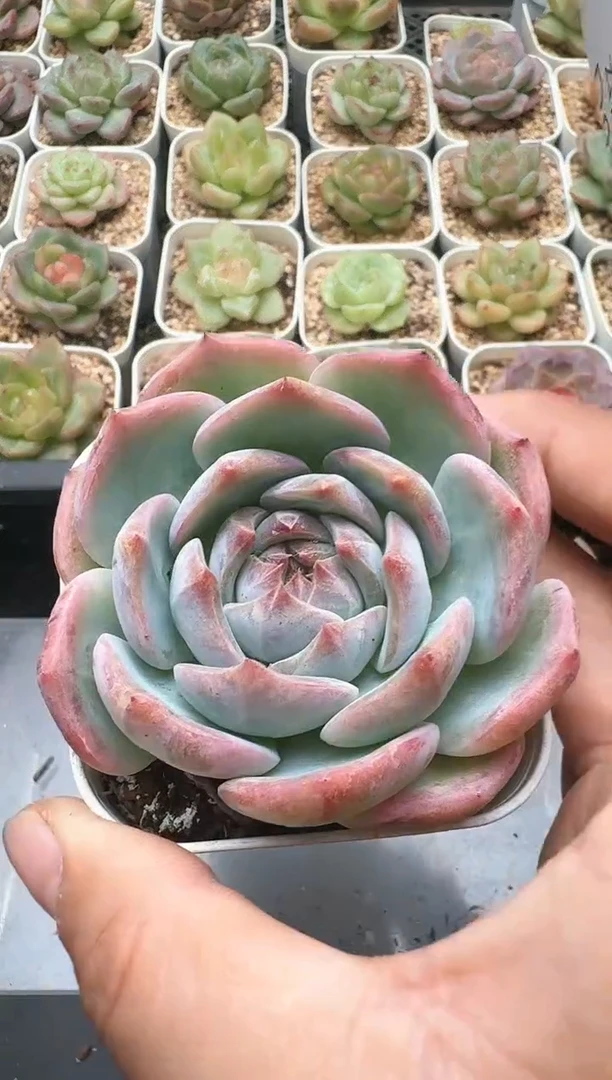 325D云禹多肉植物 带盆土纸巾打包 3颗包邮