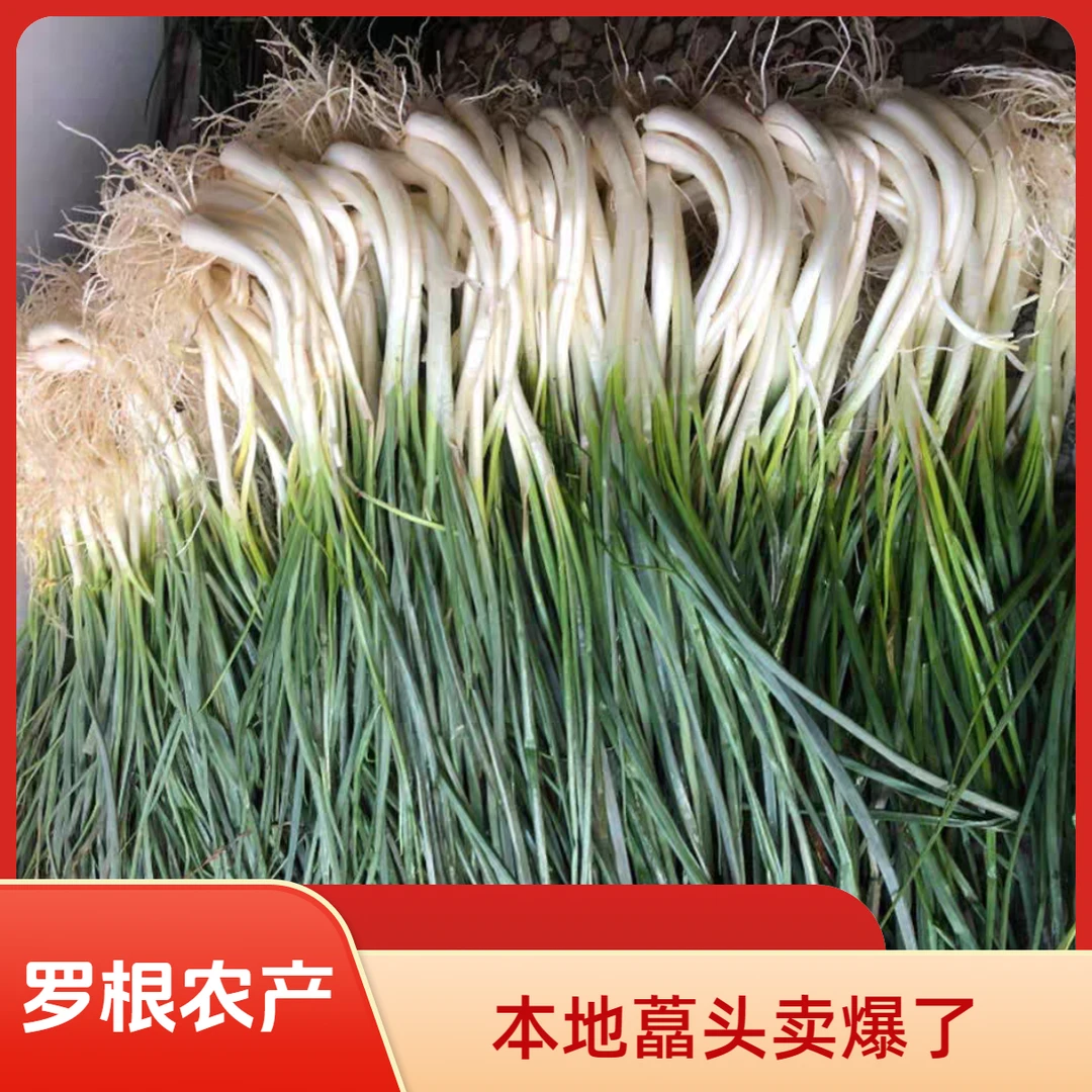 带叶藠头带叶带根口老湖南农家自种新鲜蔬菜现挖下饭菜炒鱼炒腊肉