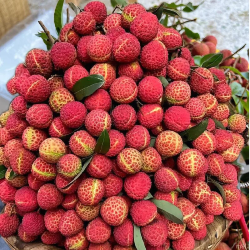 漳州荔枝福建黑叶荔枝现摘水果多汁香甜脆甜当季生态种植福建荔枝