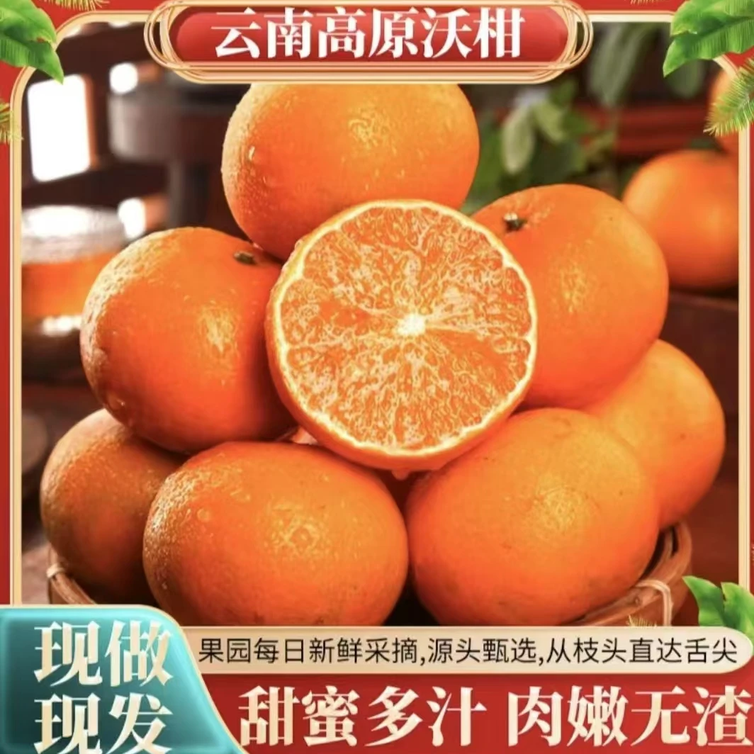 云南大理宾川高原高海拔沃柑新鲜采摘5斤9斤