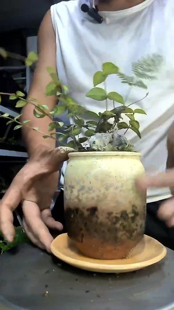 呼*圈中青园艺一物一拍190