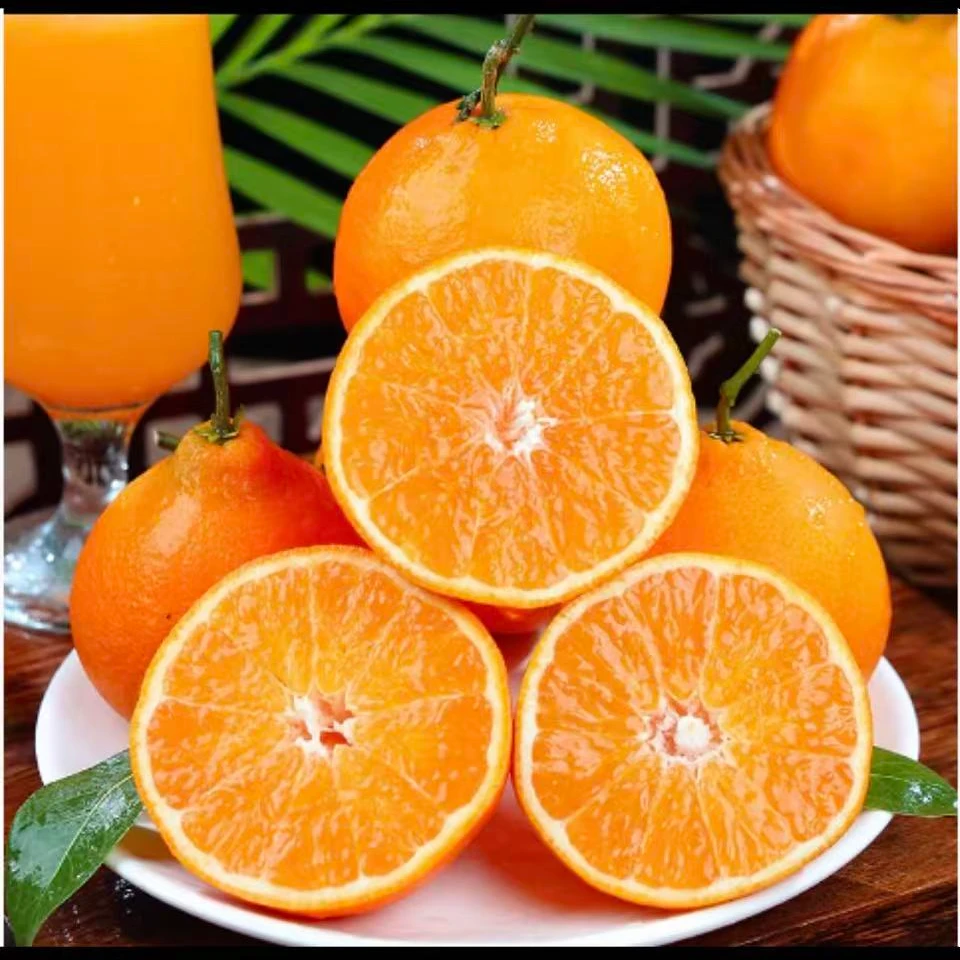 【四川爱媛果冻橙】现摘新鲜水果皮薄多汁单果