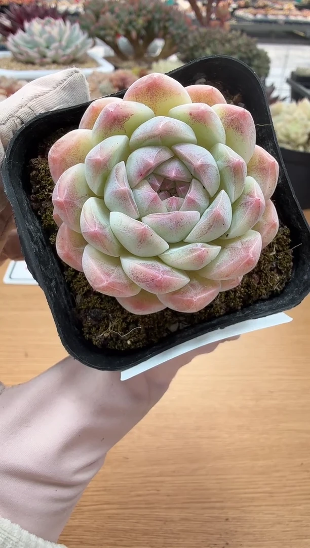 东云多肉园二店-79