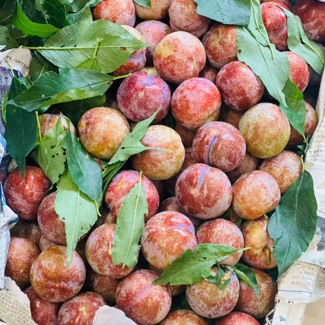 【微瑕】三华李李子1斤/2斤 李子