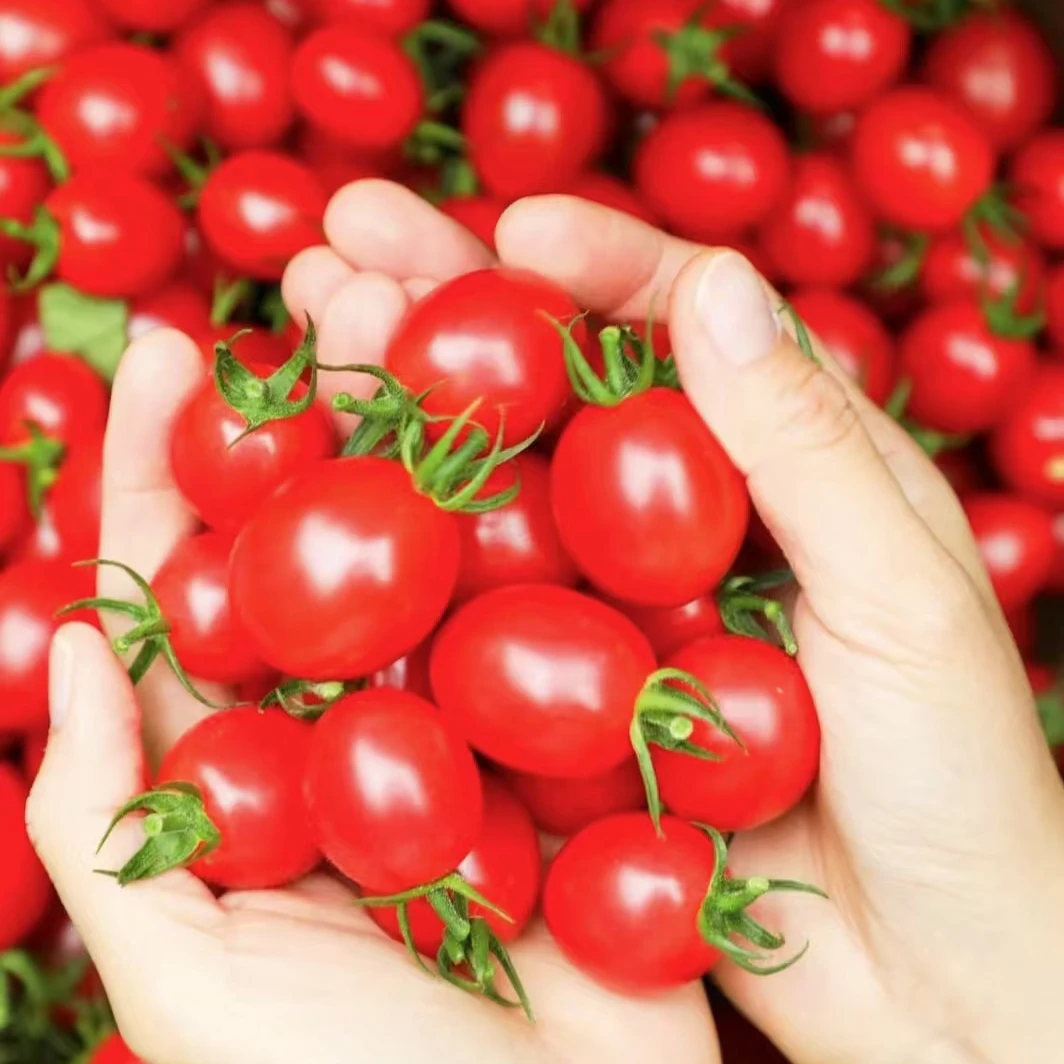 正宗千禧圣女果新鲜采摘千禧小番茄鲜脆