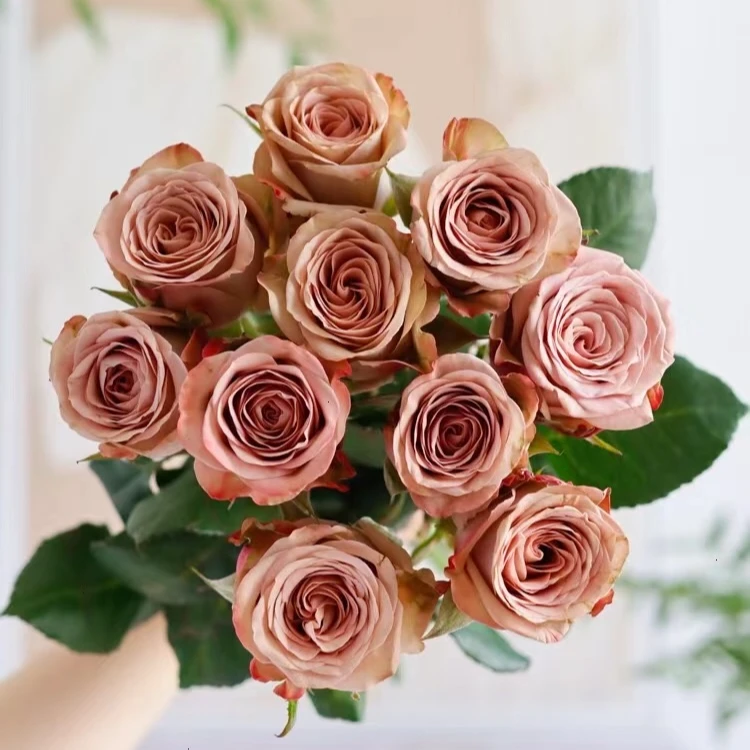 【卡布奇诺单头】任意两单及两单以上鲜花顺丰包邮发货