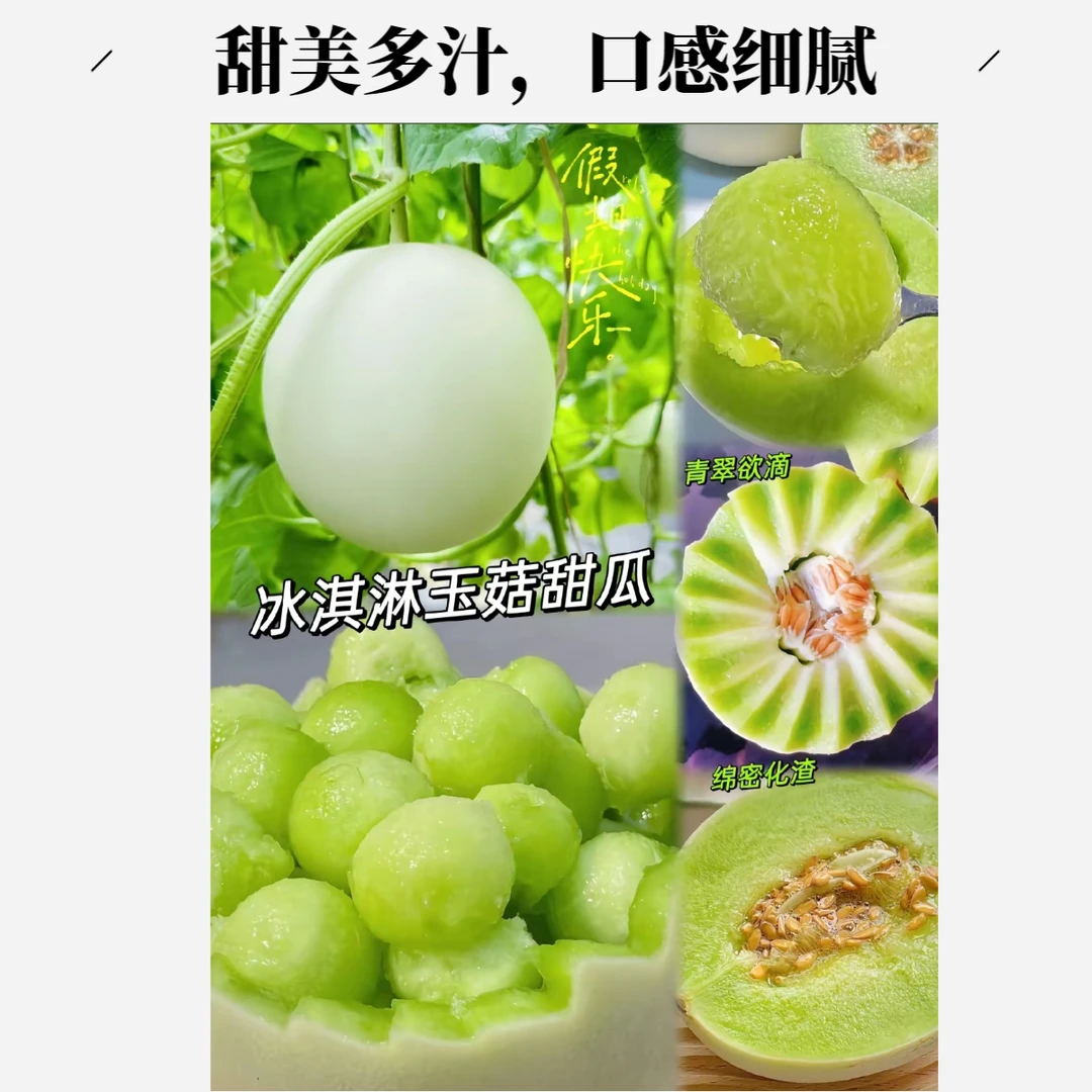 南汇玉菇甜瓜冰淇淋口感软糯香甜当季新鲜水果1.5斤-5斤上海市