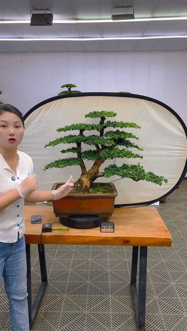 无花朵一物一拍一物一拍