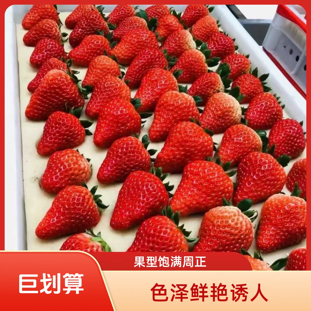 （现摘秒发）巨无霸新鲜香野草莓现摘现发草莓
