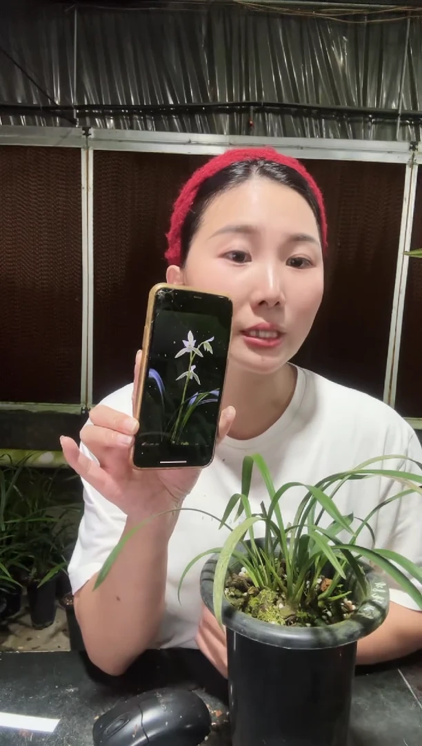 无花朵黄山雪3苗 兰花