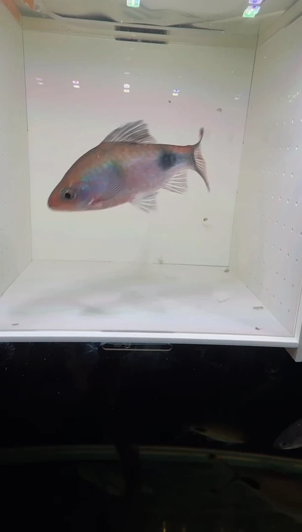 工具鱼梦幻11111