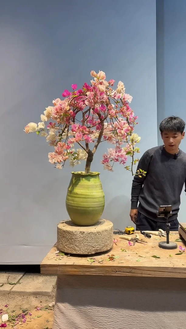 以实际为准三角梅A38